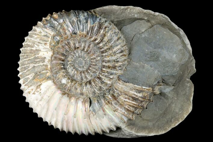 Iridescent, Jurassic Fossil Ammonite (Pavlovia) - Russia #174923